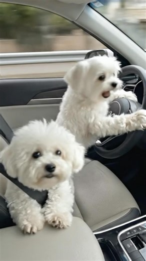 워스트 개라이버