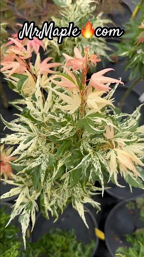 Acer palmatum 'Snow Kitten' Dwarf Variegated Japanese Maple at MrMaple.com #rareplants #gardening
