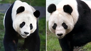 Edinburgh Zoo’s giant pandas to return to China this year