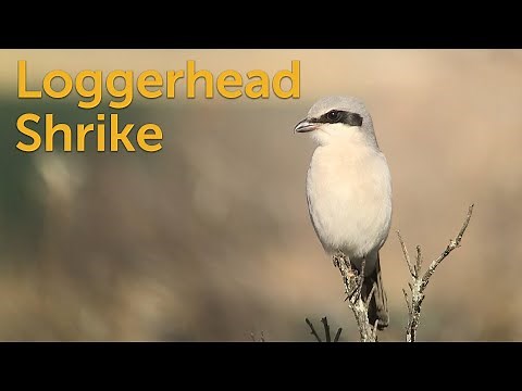 Loggerhead Shrike: Butcherbird