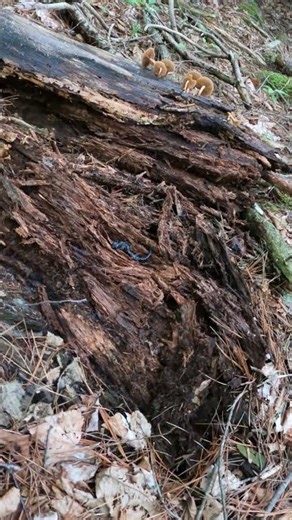 I think I found something