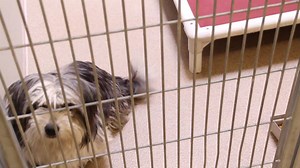 5.6K views · 329 reactions | We've lowered our adoption fees for 2016! For the rest of the year, all cats/kittens are $50 to adopt, all dogs/puppies $75. That is a GREAT deal, considering the adoption fee includes spay/neuter surgery, vaccines, licensing for a year and a voucher for a free vet visit. #AdoptDontShop | Bradshaw Animal Shelter | Facebook