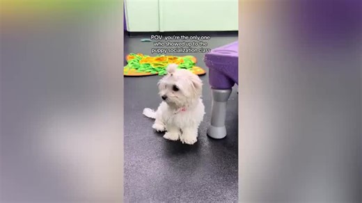 Face of Maltese Puppy All Alone in Socialization Class Breaks Hearts