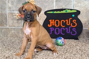 Margo - Boxer Puppy D86C92
