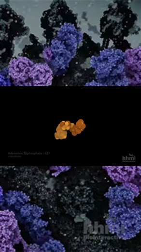 Happy birthday to Lynn Margulis, who first proposed the theory that mitochondria evolved from bacteria that became symbiotic with eukaryotic cells. In this animation, explore how the proton gradient across the mitochondrial membrane powers proteins that synthesize ATP. https://bit.ly/ATPsynthBI | BioInteractive