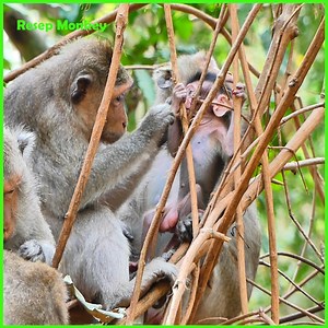 2.8K views · 20 reactions | Why is mom being so lazy with nursing when the baby monkey is desperately hungry for milk | RESEP Monkey | Facebook