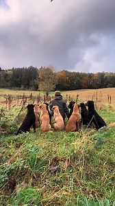 Hunter on a runner labrador gundogtrainer #labradoretriever #dogs #gundog #cleverdog #virals #reels | ReelsViralize