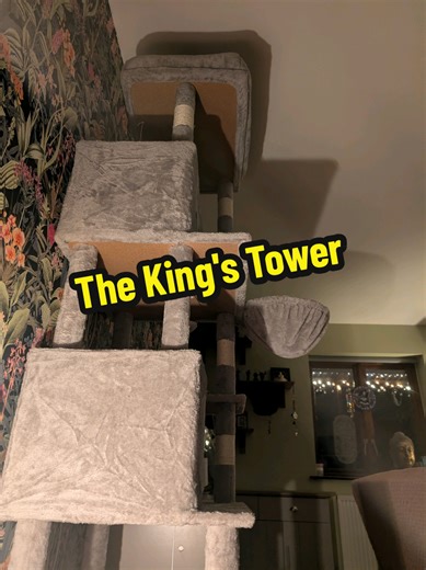 Choosing the Right Cat Tree for Your Feline