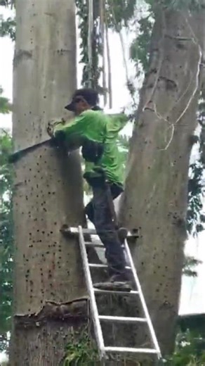 Woodworking project large tree feeling Techniques #shortvideo #treecutting #chainsaw 5150