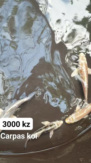 15 reactions · 3 comments |  Guppies de Qualidade à Sua Espera no Mercado do Escongolenses!  Transforme o seu aquário com guppies vibrantes e saudáveis.  Promoção Especial: Casais por apenas 3.000 kz  Entre em contato agora: 933 522 430 Garanta já o seu antes que acabe! A sua paixão por aquarismo merece o melhor. | Peixes de Áquarios 3S | Facebook