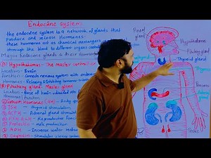 Endocrine system | endocrine system anatomy and physiology |endocrine system structure and function