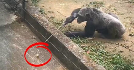 Smart chimp wows tourists by using stick to reach banana outside enclosure