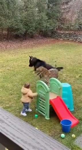 Shocking! Leopard Attacks Toddler — Hero German Shepherd Saves Life #bravedog #viralshorts