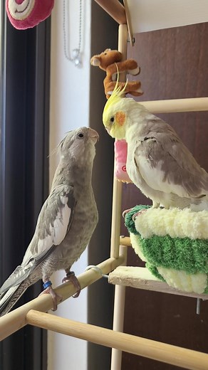 Talking Caique Parrot Blinky and Sleepy Tweety