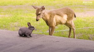 Adorable real-life Bambi and Thumper play together in Oregon backyard