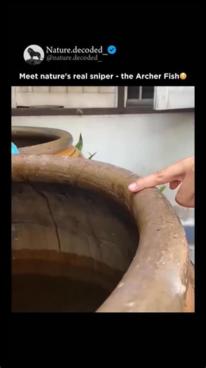 Earth | Nature | Ocean on Instagram: "Meet nature’s real sniper - the Archer Fish. While we rely on lasers for precision, this tiny aquatic hunter evolved its own built-in weapon: a water jet. Using its tongue and mouth as a pressure gun, the Archer Fish shoots powerful streams of water to knock down insects sitting on leaves or branches above the surface - sometimes hitting targets with sniper-level accuracy up to 3 meters away! Even more fascinating? It calculates refraction of light through a