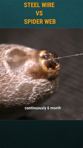 spider web vs steel wire who is stronger