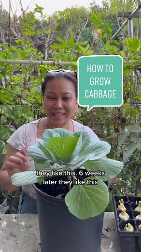 JudyBaoGarden on TikTok