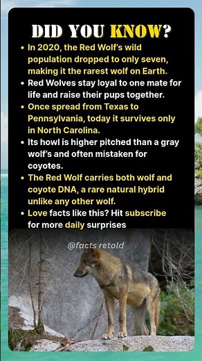 The Wolf You’ve Never Heard Of… and It’s Almost Gone