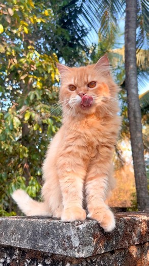 Cute kitty✨💕 ! Cat meowing ! Cat videos ! Cat ! Cat videos ! Cat sound ! Cat voice ! Persian cat