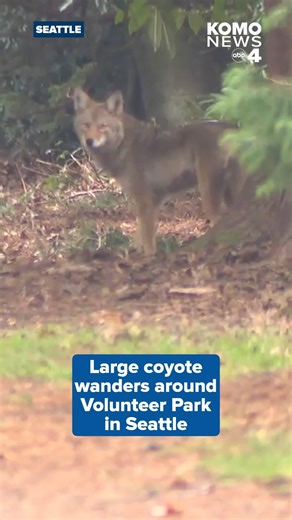 A coyote spotted several times at Volunteer Park on Thursday has sparked questions about whether and when wildlife authorities may step in. Seattle police initially responded to reports of a potential attack; they later confirmed there was no attack, and no one was injured. As of Thursday evening, the coyote had not been captured by state or local resources. The wild animal sightings caught many people off guard who were strolling through the park on New Year's Day, particularly those who don't 