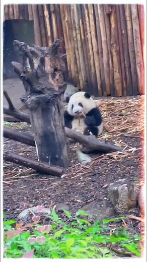 Smart panda! | World Panda Reporters