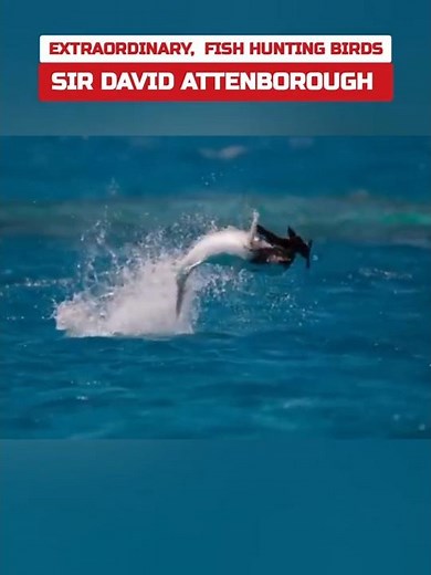 The Genius Behind David Attenborough's Most Powerful Moments #Wildlife #Legend