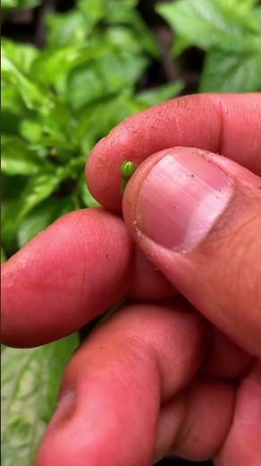 The Pepper Growth Timeline: How to successfully grow productive pepper plant