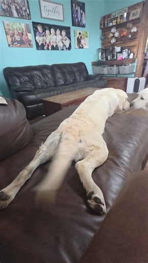 Understanding the Famous “Sploot” ✔️A Comfort Pose, Not a Hip Diagnosis Many dogs enjoy settling into the adorable, frog-legged stretch commonly known as the “sploot.” It is that relaxed position where a dog lies with both hind legs extended behind them, belly down, and toes pointed back. It always seems to bring a smile, and it is one of those quirky, endearing poses that dog owners love to see. Because the sploot is so distinct, it has gained a lot of attention and a fair amount of speculation