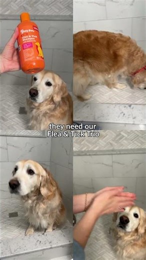 Dog Flea & Tick Prevention Routine for Outdoor Adventures