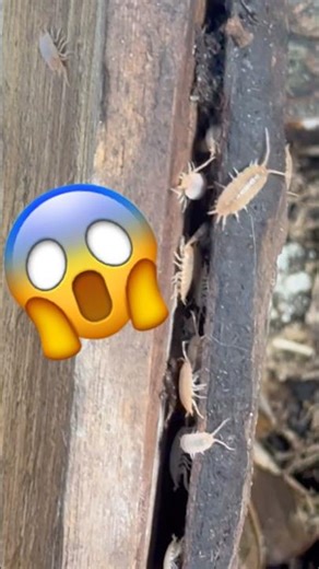 You Won’t Believe What I Found Before the Epic Jungle Rebuild 😳🐍🌿 #isopods #ballpython #reptiles