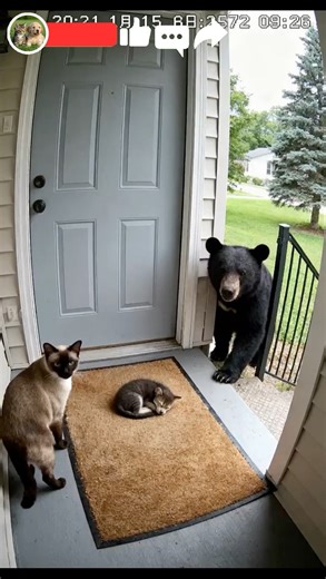 Unbelievable Showdown! Black Bear vs Cat Mom! Line of Fire!