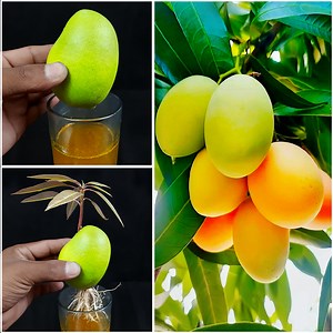 54K views · 452 reactions | How to grow mango plant at home from fruit || Best & easy method for planting | Rana Craft | Facebook