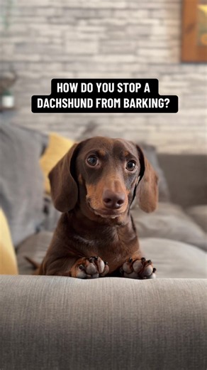 It’s so simple. Problem solved. That’s how you get a dachshund to stop barking 🤣 #sausagedog #dachshund #dogs #wienerdog #dachshunds