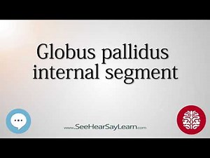 Globus pallidus internal segment Anatomy of the Brain SeeHearSayLearn 🔊