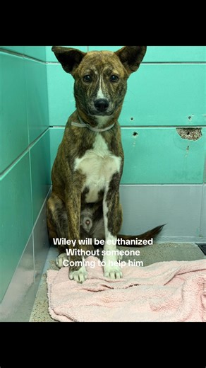 📍Location: BARC Animal Shelter - Houston, Texas 🚨Due to new policy changes at BARC we do not always know when these dogs are at risk. Please help us to share and find a plan before it’s too late. We need pledges and a local foster for a rescue to help.💰🏡 🐶💙 Wiley #A2044534 11/6 Stray | Staffordshire Mix | male| 7 M| 50 lbs | HW- 💜 𝗩𝗼𝗹𝘂𝗻𝘁𝗲𝗲𝗿 𝗡𝗼𝘁𝗲𝘀 At just 7 months old, Wiley should be experiencing all the joy and playfulness of puppyhood - but instead, life has been overwhelm