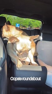 108K views · 3.6K reactions | Pfff…car ride with dad  @moppie_and_chef . No frenchies were harmed in this video!! . . . #dogreel #frenchievids #frenchievideos #petstagram #frenchie #frenchbulldog #frenchiegram #dogsofinstagram #frenchielife #cutedog #dogoftheday #instafrenchie #frenchieoftheday #französischebulldogge #frenchies1 #frenchiesociety #bulldog #bouldoguefrancais #法國人 #frenchiesofinstagram #squishyfacecrew | Frenchies.1 | Facebook