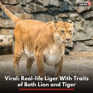 Liger does exist and no, it is not some person christened as a crossbreed, but an actual animal that resembles both a lion and a tiger. A video has been going viral where this beast of an animal is sending a chill down the spines of internet users. #liger #tiget #lion #animals #wildanimals #forest | News18