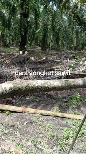 mardianto_rrd (@mardianto_rrd)’s videos with suara asli - mardianto_rrd