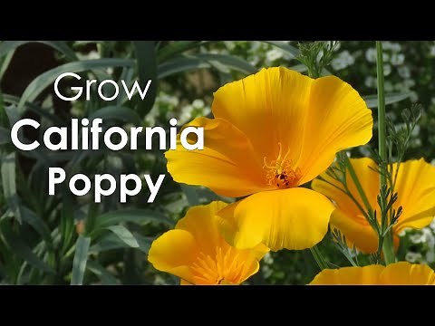 California Poppy | How to Grow California Poppy | Poppy Flowers