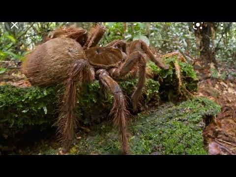 Getting bit by a Goliath bird eating spider- What Happens- (Spider Facts)