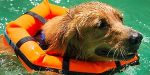 Help your dog swim safely with this flotation device