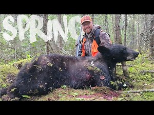 Black Bear CALLING - 10 Bears in ONE Day