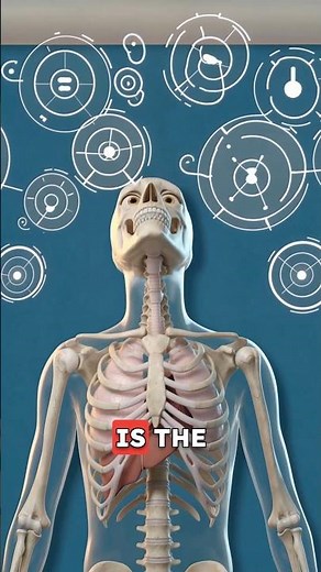 The Only Bone That Floats in Your Body