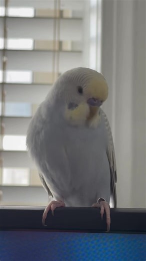 Melo’s New Trick: A Budgie Transformation