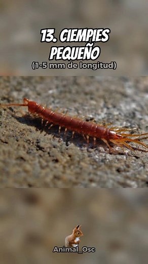 ✨Los ANIMALES mas pequeños del mundo 😯 #animales #animals #animallover #curiosidades #foryou #reels | Animal Osc