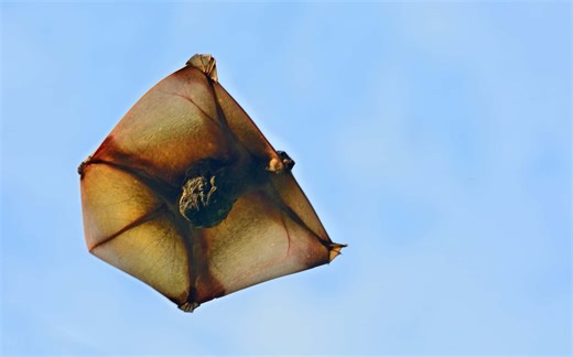 This Tiny Creature Can Soar for a Whopping 230 Feet on a Single Glide