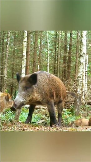 A Peaceful Day of a Wild Boar Family in the Forest #animals #animallife #wildlife #nature #wildboar