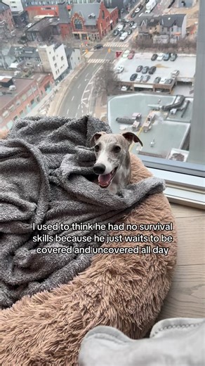 Kayce the Whippet on Instagram: "What are your pups survival skills?👀🤭🩷 #whippetdog #sighthound #greyhound #cutedog #italiangreyhound"
