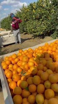 Este niño iba dejando muchas chainas #trabajodecampo #campo #viral